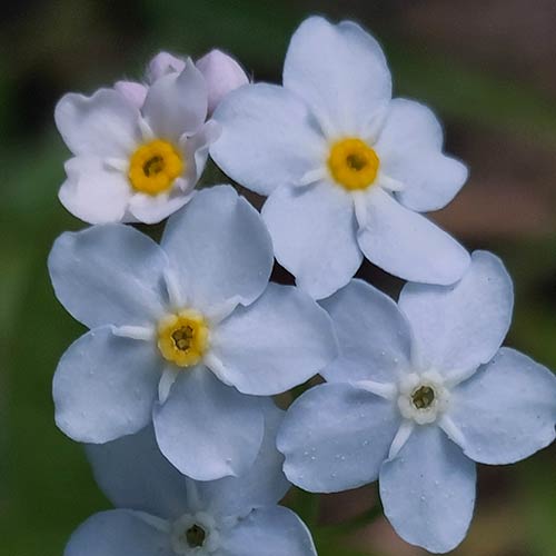 Vergissmeinnicht Blume Vergissmeinnicht Blume